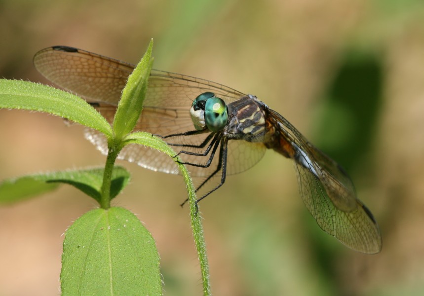Dragonfly 1, Indiana Dunes