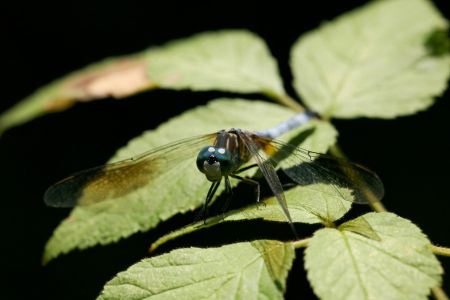 Dragonfly 2, Indiana Dunes
