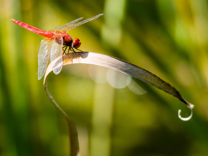 Dragonfly (30112396970)
