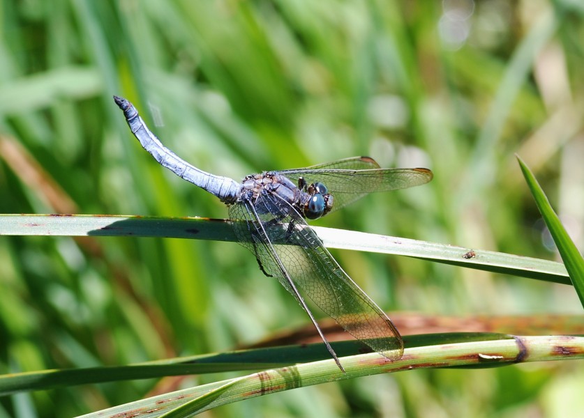 Dragonfly July 2009-1