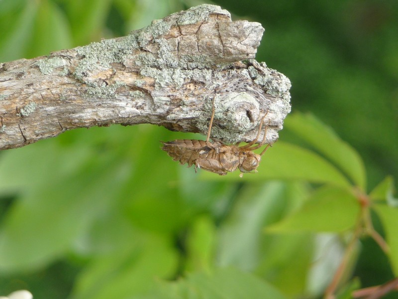 Dragonfly nymph molt (14197661787)