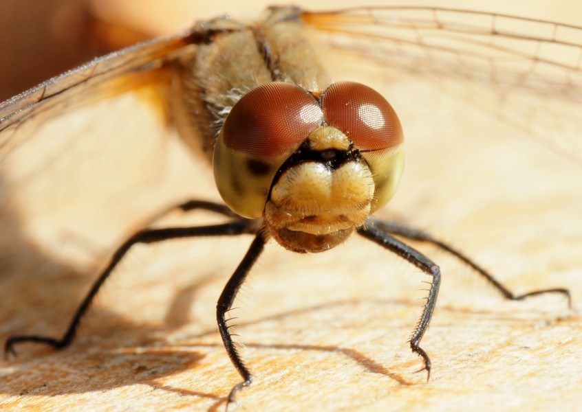Dragonfly portrait 01 (MK)
