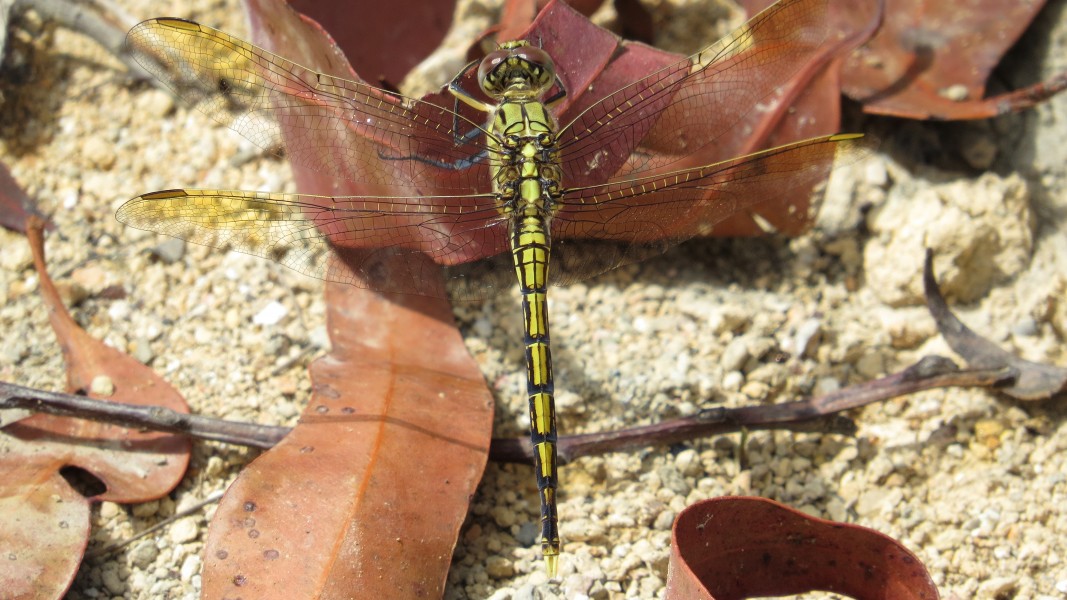 Dragonfly yellow black dorsal closer (15502645773)