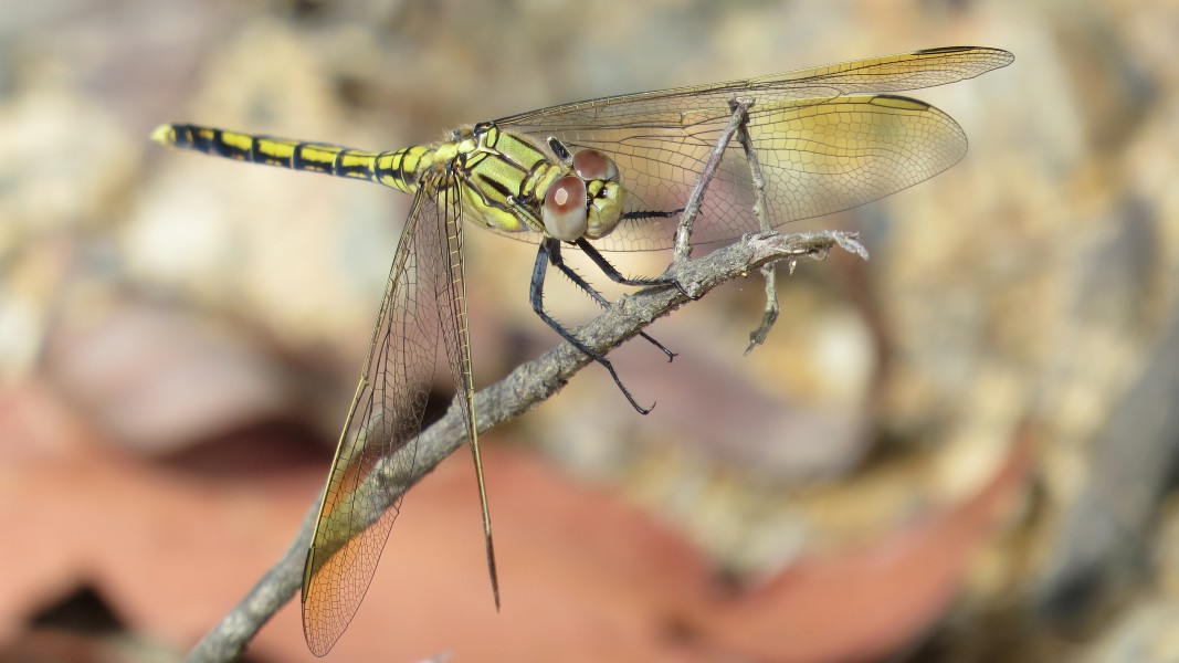Dragonfly yellow black shoulder (15502608853)
