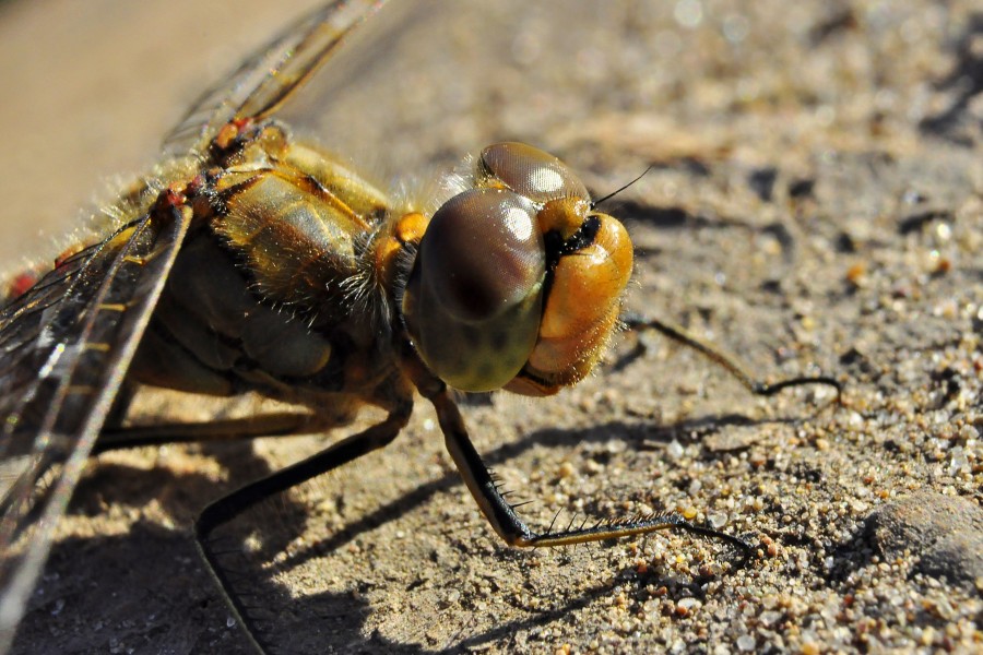 Dragonflyonsun