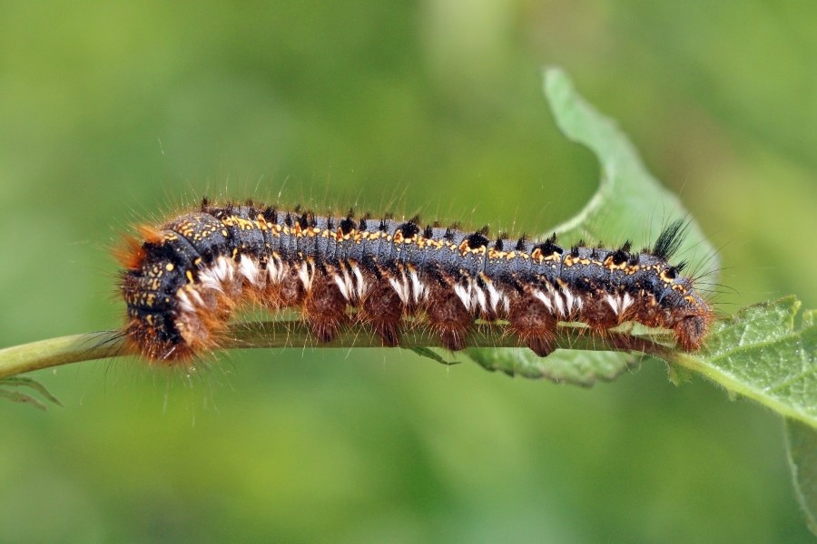 Drinker moth caterpillar (Euthrix potatoria)