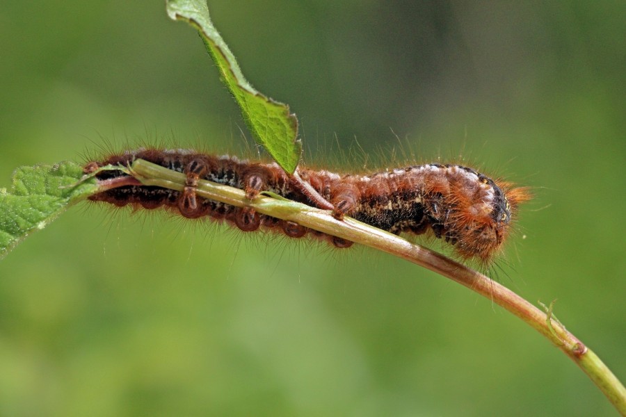 Drinker moth caterpillar (Euthrix potatoria) underside