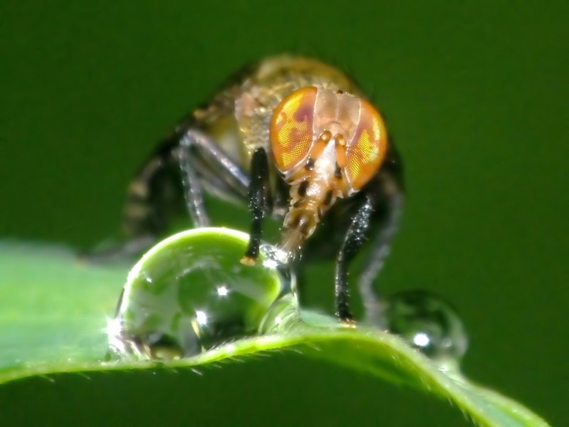 Drinking (14109156394)