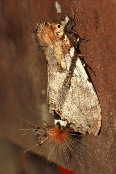 Dudusa vethi (Notodontidae- Dudusinae) (5719742486)