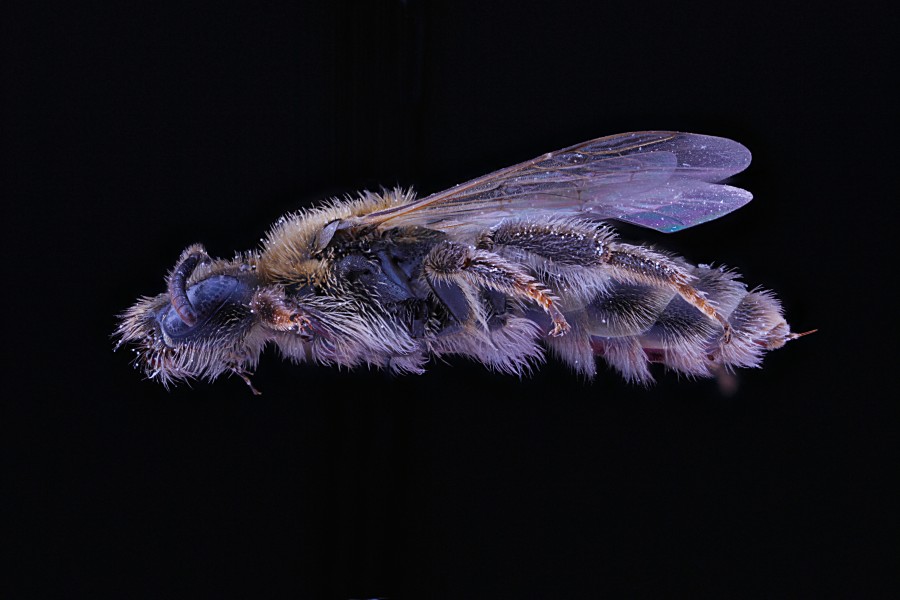 Dufourea marginata f