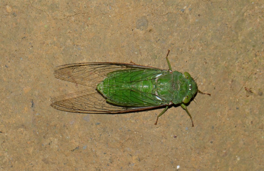 Dundubia vaginata (33506566415)