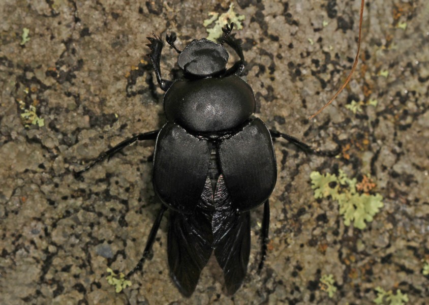 Dung Beetle - Canthon pilularius?, Catoctin Mountains, Maryland