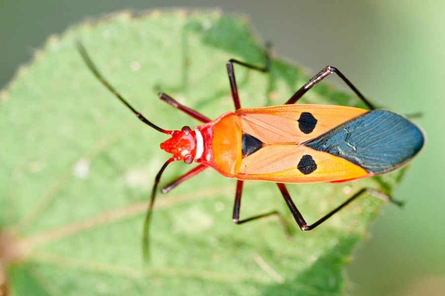 Dysdercus Cingulatus-Fabricius - Red cotton stainer bug