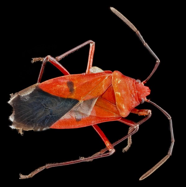 Dysdercus ocreatus U, back, Dominican Republic 2012-12-04-17