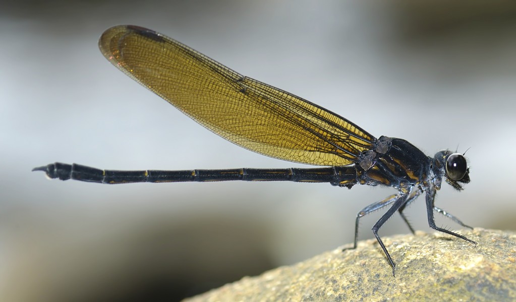 Dysphaea ethela by Sunny Joseph