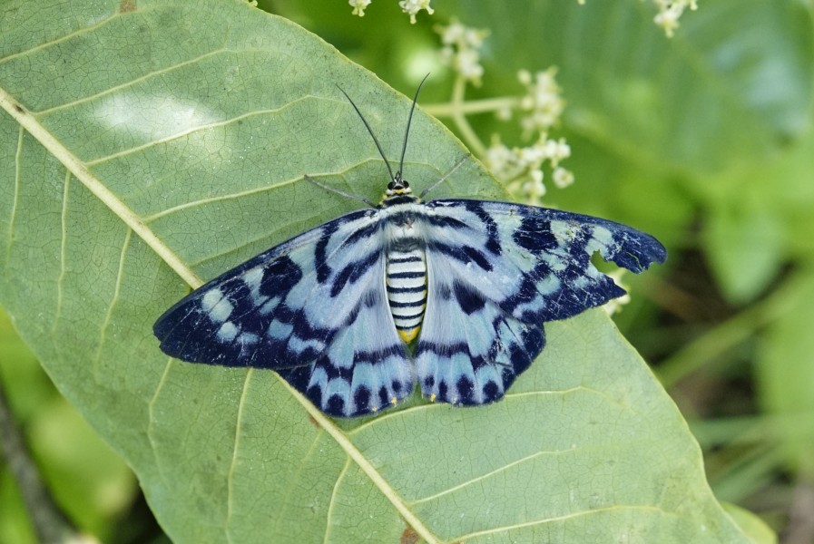 Dysphania Percota 2270
