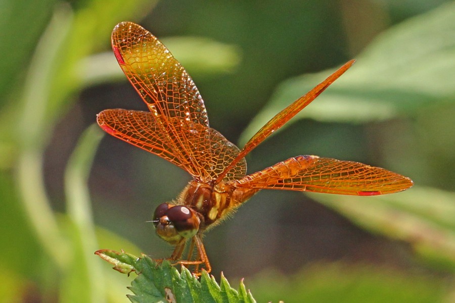 Eastern Amberwing - Perithemis tenera, Julie Metz Wetlands, Va. - 6004182218