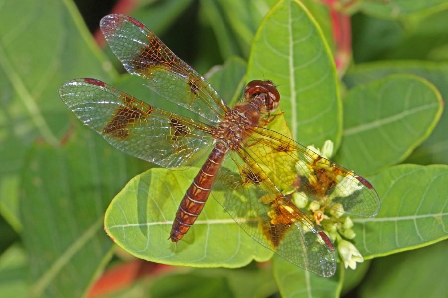 Eastern Amberwing (female) - Perithemis tenera, Meadowood Farm SRMA, Mason Neck, Virginia - 7646797704