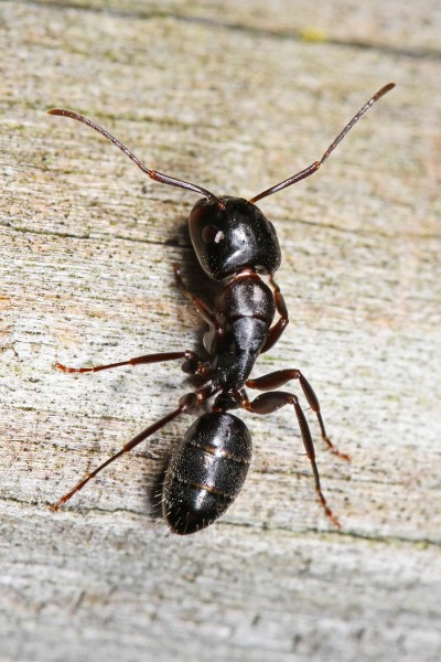 Eastern Black Carpenter Ant - Camponotus pennsylvanicus, Leesylvania State Park, Woodbridge, Virginia