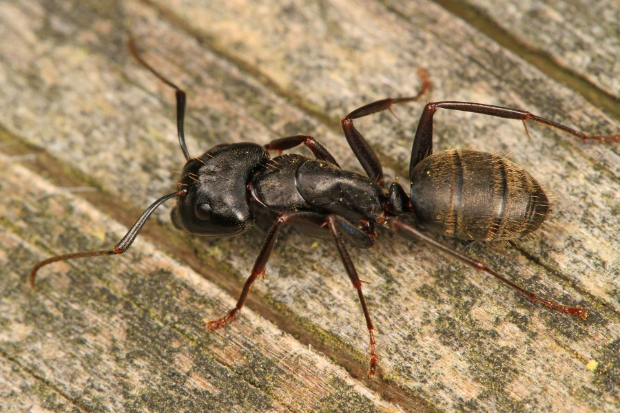 Eastern Black Carpenter Ant - Camponotus pennsylvanicus, Leesylvania State Park, Woodbridge, Virginia - 25127646135