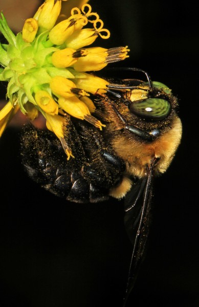 Eastern Carpenter Bee - Xylocopa virginica, Leesylvania State Park, Woodbridge, Virginia - 31544669182