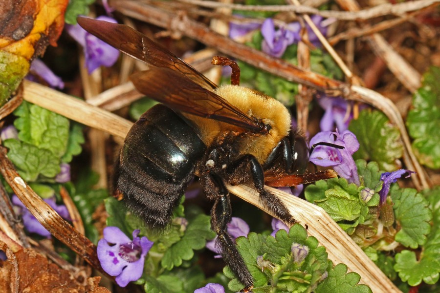 Eastern Carpenter Bee - Xylocopa virginica, Merrimac Farm Wildlife Management Area, Aden, Virginia