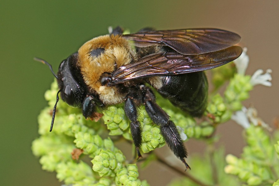 Eastern Carpenter Bee - Xylocopa virginica, Woodbridge, Virginia
