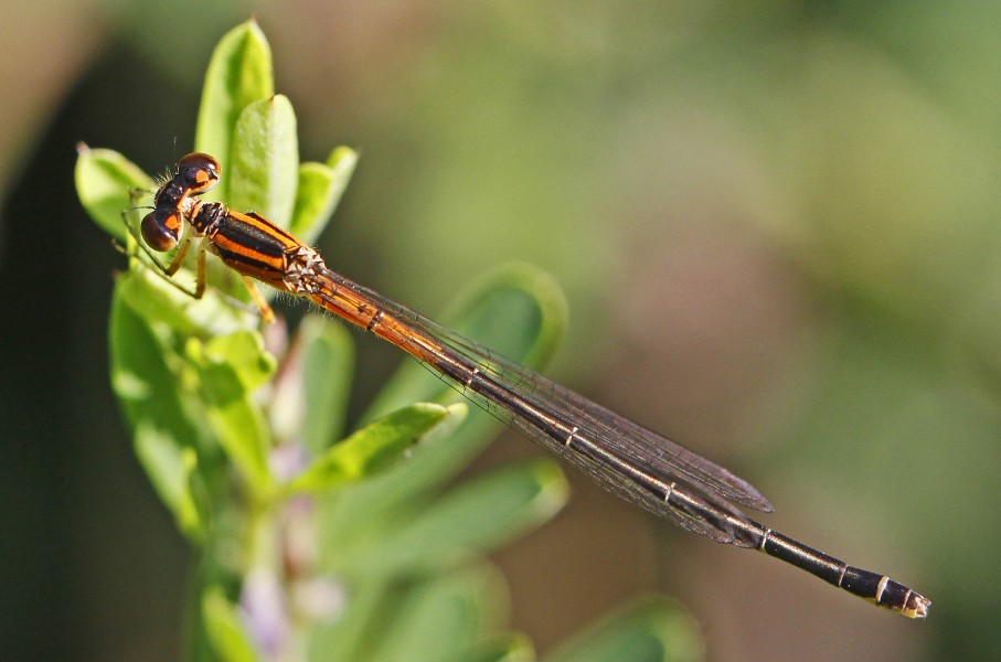 Eastern Forktail - Ischnura verticalis, Julie Metz Wetlands, Va. - 6145921464
