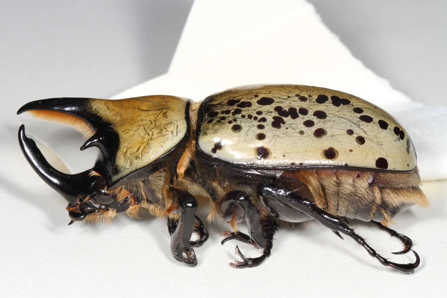 Eastern Hercules Beetle - Dynastes tityus, Woodbridge, Virginia