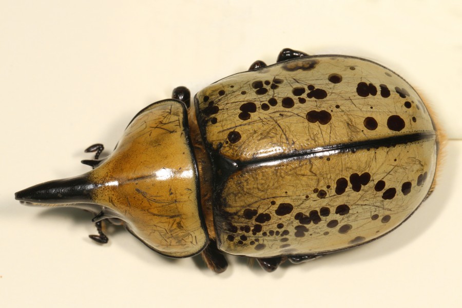 Eastern Hercules Beetle - Dynastes tityus, Woodbridge, Virginia - 9403239825