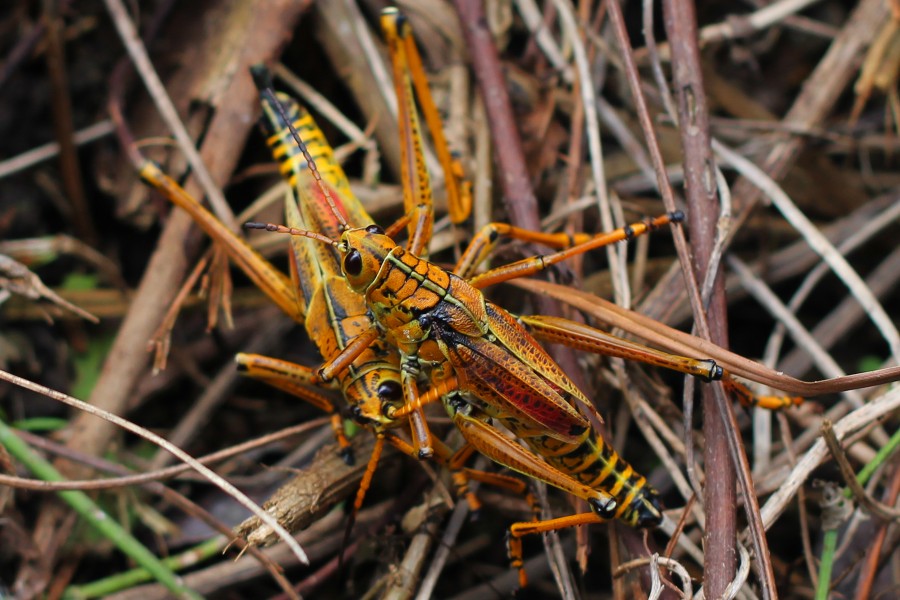 Eastern Lubber Grasshopper - Romalea microptera, Anhinga Trail, Everglades National Park, Homestead, Florida