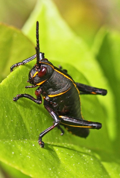 Eastern Lubber Grasshopper nymph - Romalea microptera, Lower Suwannee National Wildlife Refuge, Chiefland, Florida