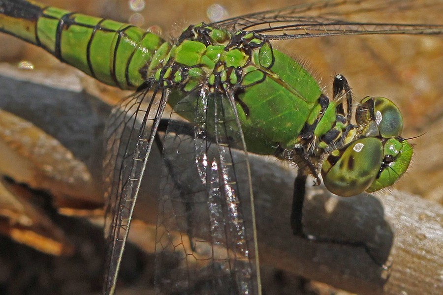 Eastern Pondhawk - Erythema simplicicollis, Juliette, Ga. - 5765934993