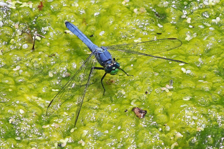Eastern Pondhawk (male) - Erythemis simplicicollis, Lake Lotus Park, Altamonte Springs, Florida