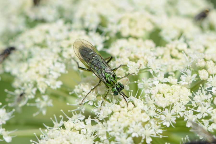 Echte Blattwespe, Tenthredo mesomela 3