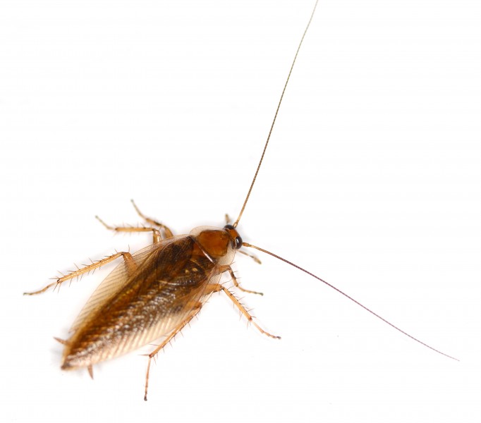Ectobius vittiventris 003