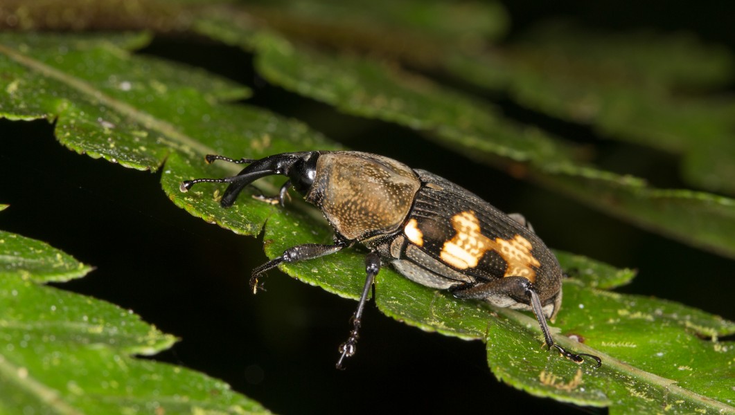 Ecuadorian weevil (14535633179)