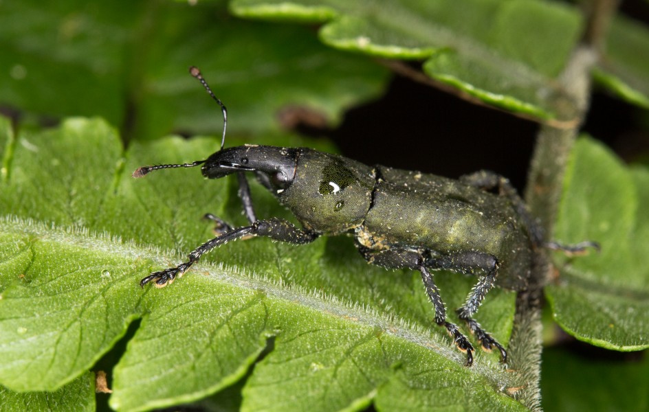 Ecuadorian weevil (14722126382)