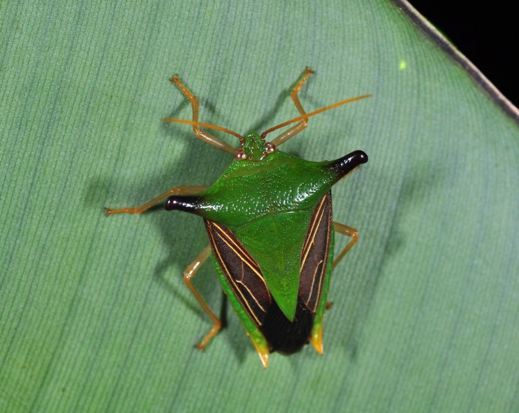 Edessa costalis (9402950362)