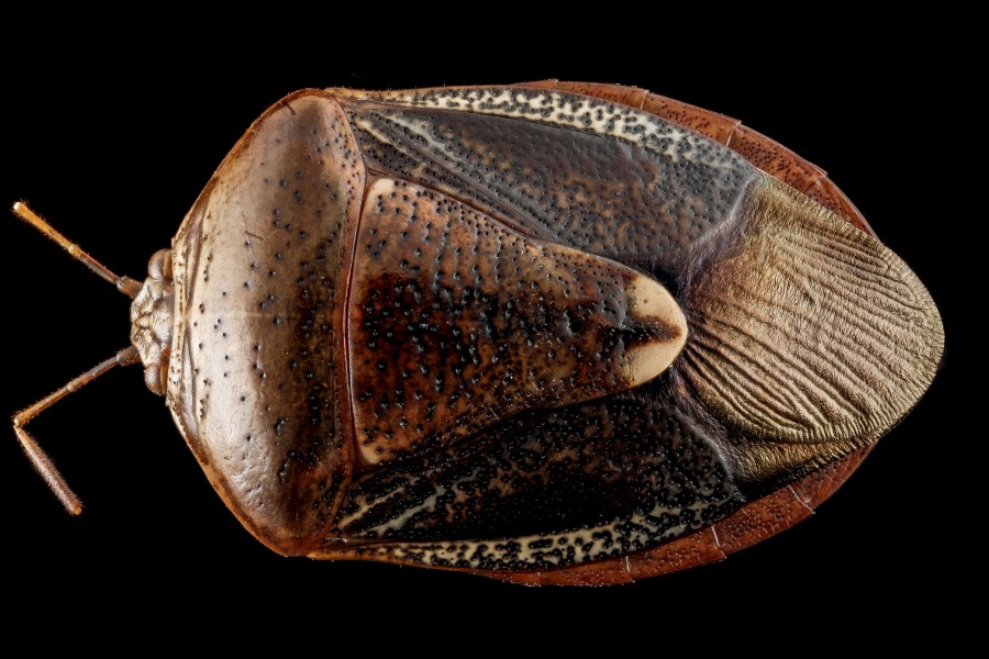 Edessa florida, U, back, Upper Marlboro 2013-01-15-17.14.50 ZS PMax (8385746719)