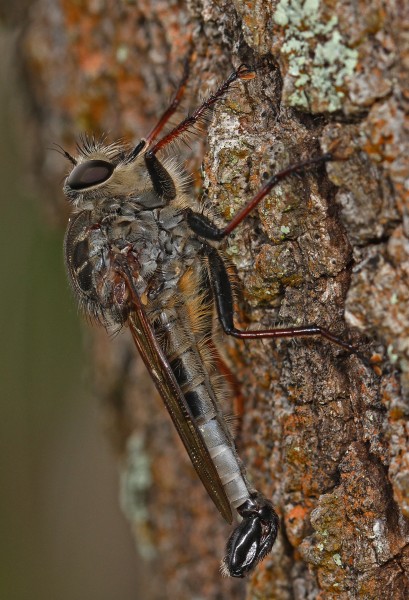 Efferia species Robberfly - Archbold Biological Station, Venus, Florida