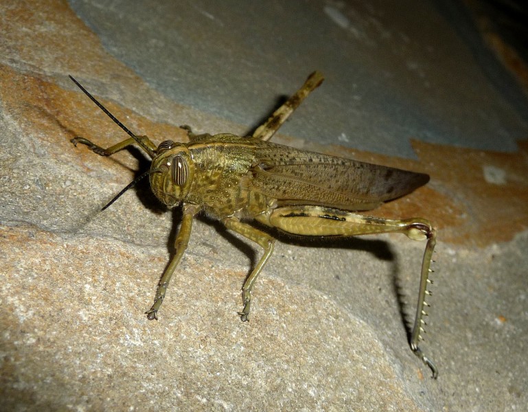 Egyptian Grasshopper. Anacridium aegyptium. - Flickr - gailhampshire (2)