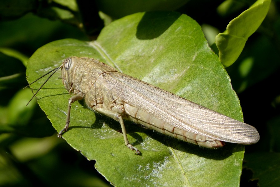 Egyptian locust. Anacridium aegyptium (33418852816)
