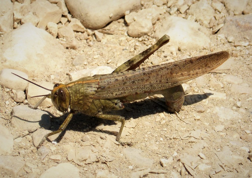 Egyptian locust Anacridium aegyptium - ovipositing (29718580187)