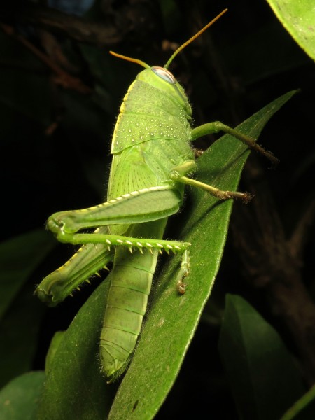 Egyptian Locust Nymph (15966696151)