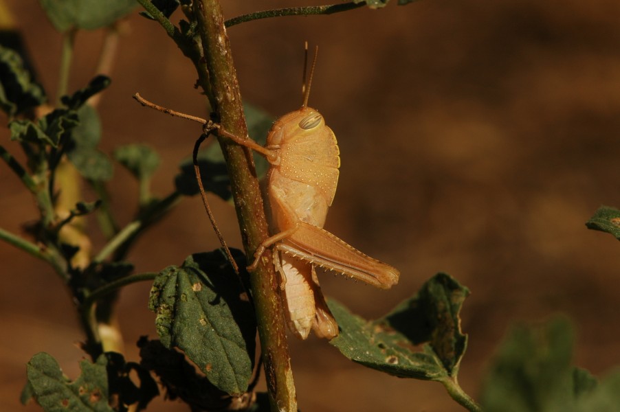 Egyptian locust nymph (Anacridium aegyptium) 01