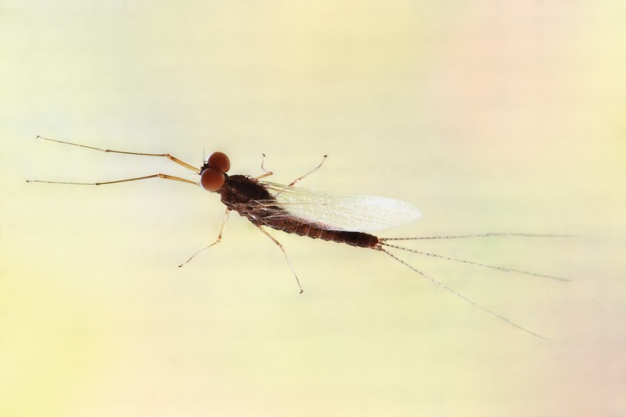 Eintagsfliege spec ArM