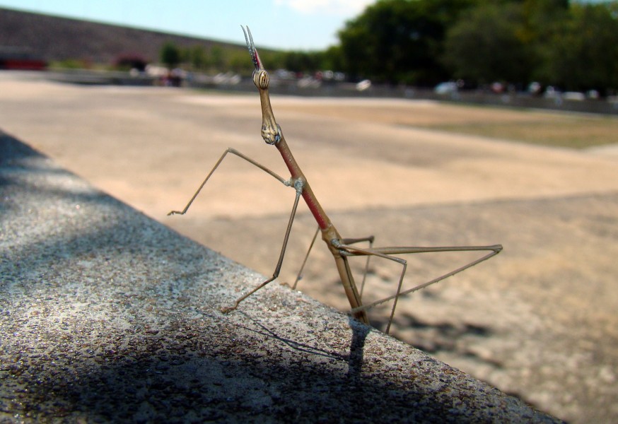 El increible insecto palo