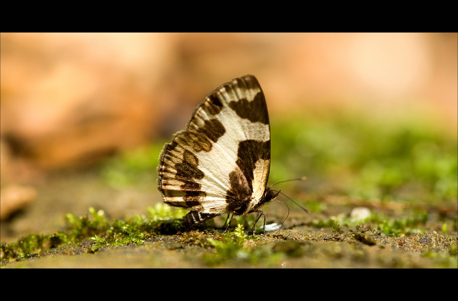 Elbowed Pierrot-Balpakram-DSC 6408