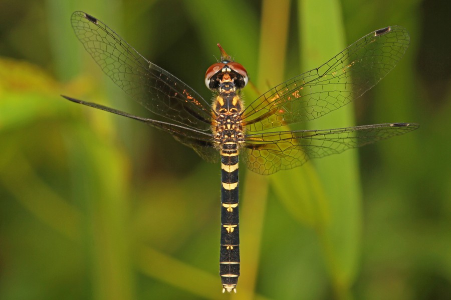 Elfin Skimmer (female) - Nannothemis bella, Carolina Sandhills National Wildlife Refuge, McBee, South Carolina - 14300438303